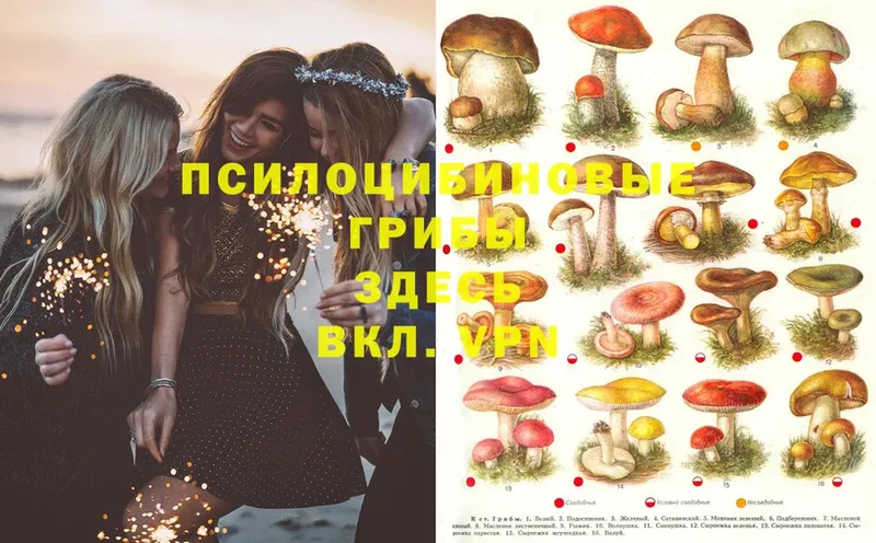 Галлюциногенные грибы MAGIC MUSHROOMS  Гороховец 